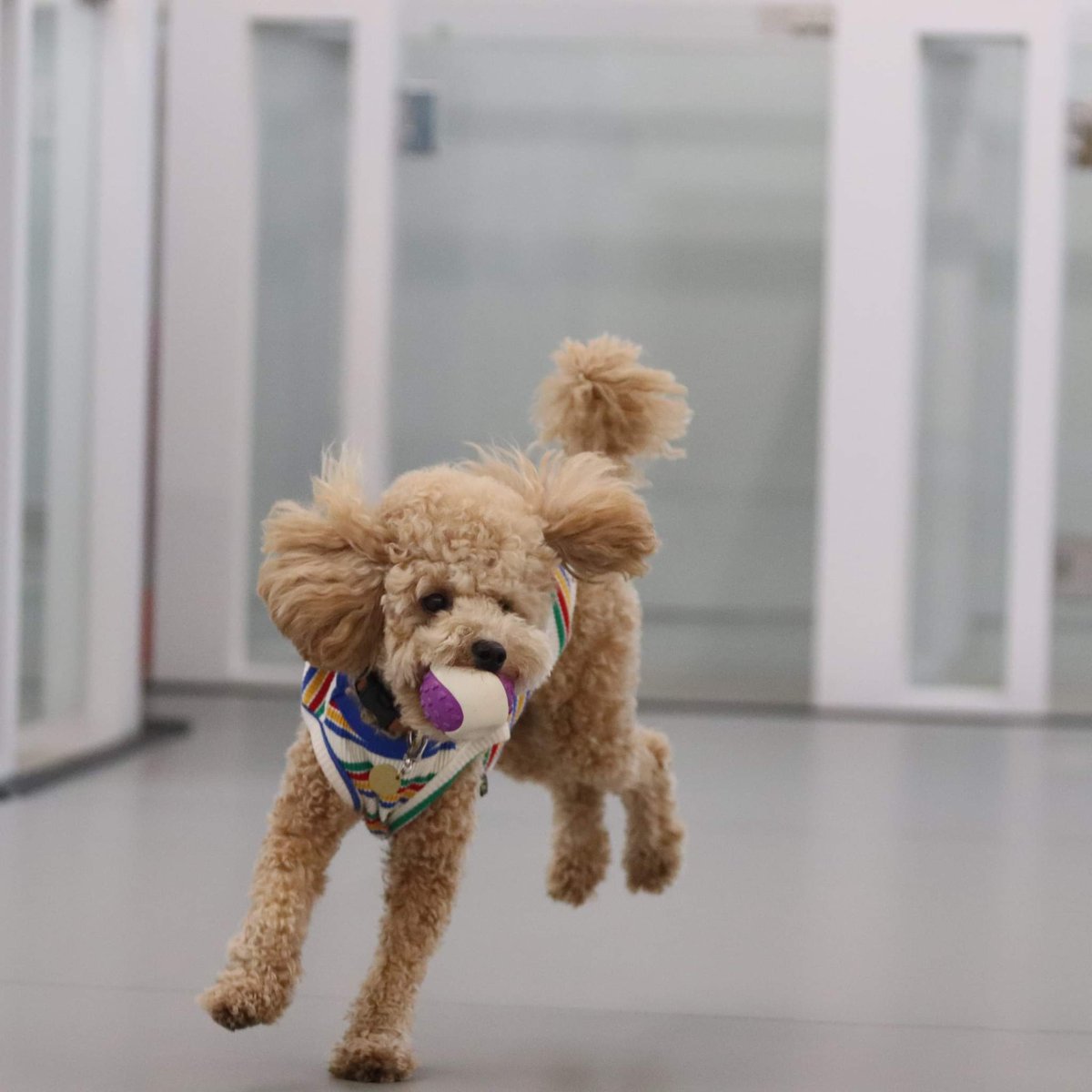 smilewithmiso's tweet photo. Action shot ☺️ I love running about, today I had some doggy training, watch me goooooo 🐾🐾🐕 #dogsoftwitter #actionpoodle #smilewithmiso https://t.co/S6UHD73Fn1