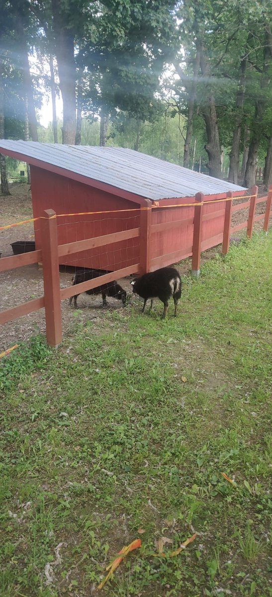 KaisaTammi's tweet photo. Pakosaaga on todennäköisesti ja toivottavasti nyt päättynyt. Pieni, musta hurjimus tunnistettiin pääjehuksi ja hänet siirrettiin toiseen laumaan, pitävimpien aitojen taakse. Ohessa kuva kiinnijäämispäivältä, jälleen väärällä puolen aitausta.
#Vanajanvankila
#Ojoinen https://t.co/TfNy9tBclV