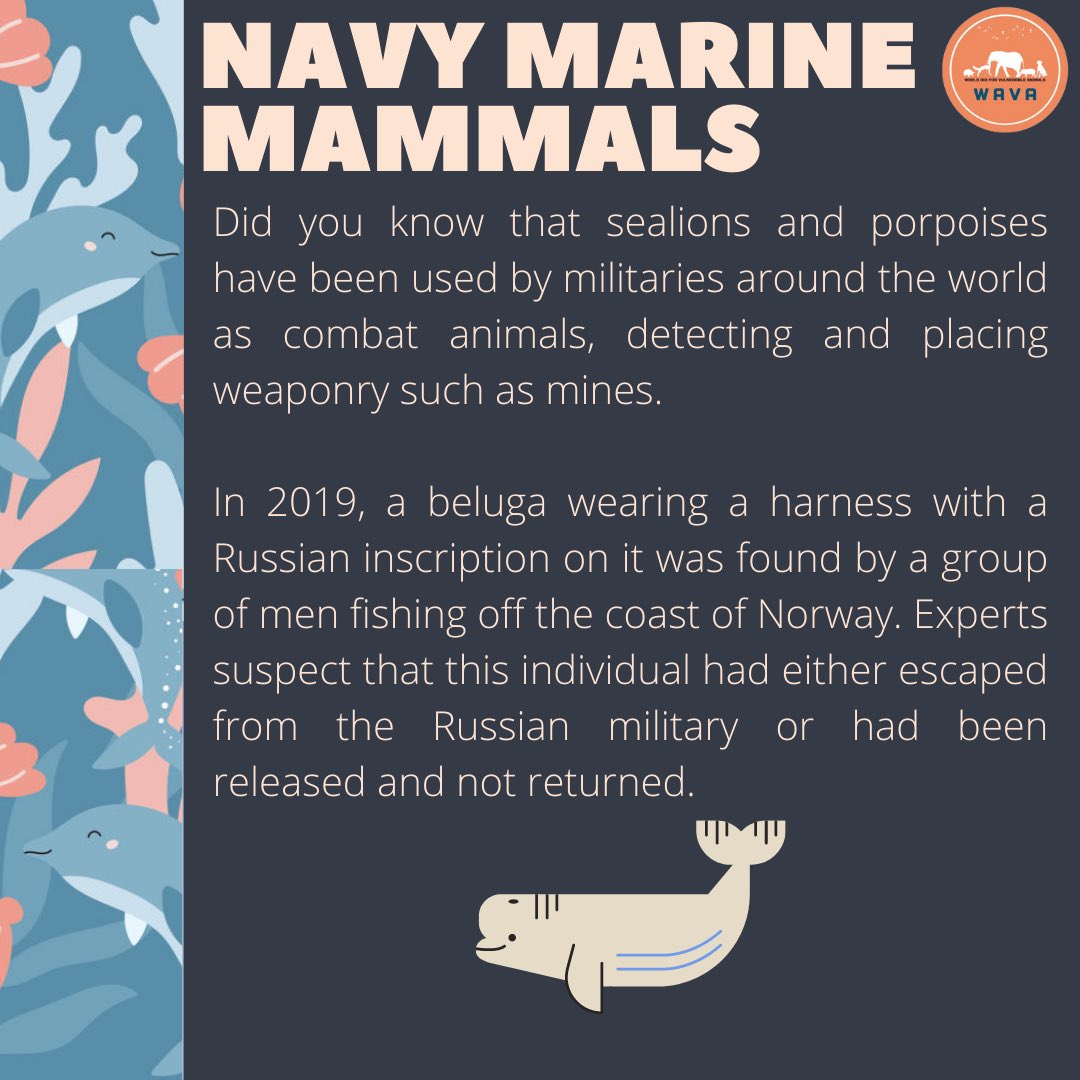 WAVA_now's tweet photo. Working animals… do you know of any more working animals who’s skills are utilised? Or perhaps welfare is jeopardised?
#workingdogs #servicedogs #workinganimals #diabeticalertdogs #workinganimals #marinemammals #marine #militaryanimals
#rats #rodents #WAVA https://t.co/toAO16jw5j