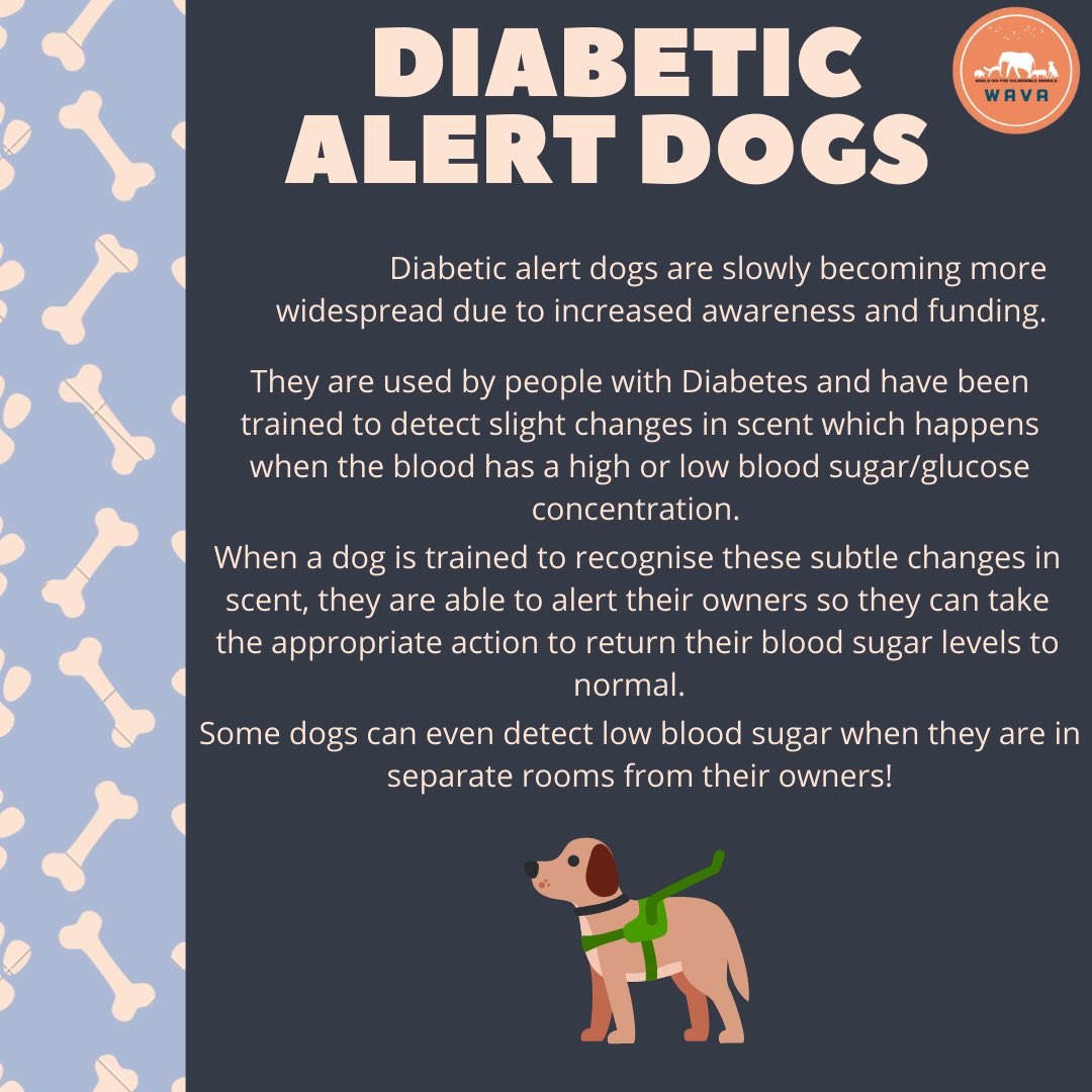 WAVA_now's tweet photo. Working animals… do you know of any more working animals who’s skills are utilised? Or perhaps welfare is jeopardised?
#workingdogs #servicedogs #workinganimals #diabeticalertdogs #workinganimals #marinemammals #marine #militaryanimals
#rats #rodents #WAVA https://t.co/toAO16jw5j