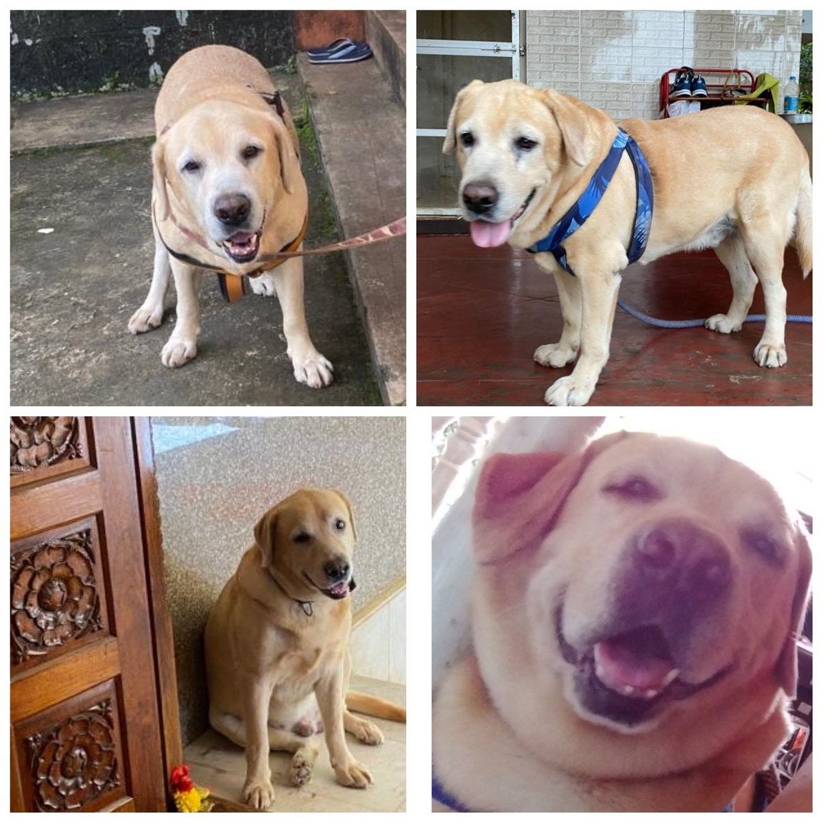 Deepa_hc's tweet photo. #777charlie must for non-dog lovers(how can u not love them?), loved every bit of it. @rakshitshetty the bond onscreen shared by u with charlie its amazing. This is our 9yr old Maxie, all he also does is eat, walk and sleep. https://t.co/YiMWhPTBVT