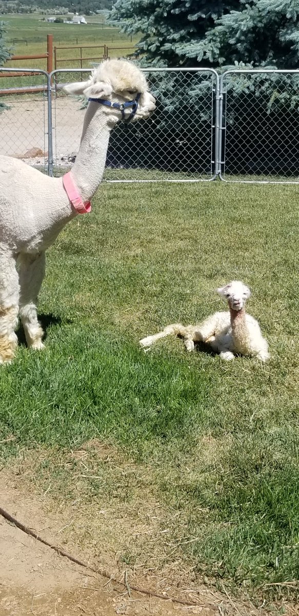 alpacacam tweet picture