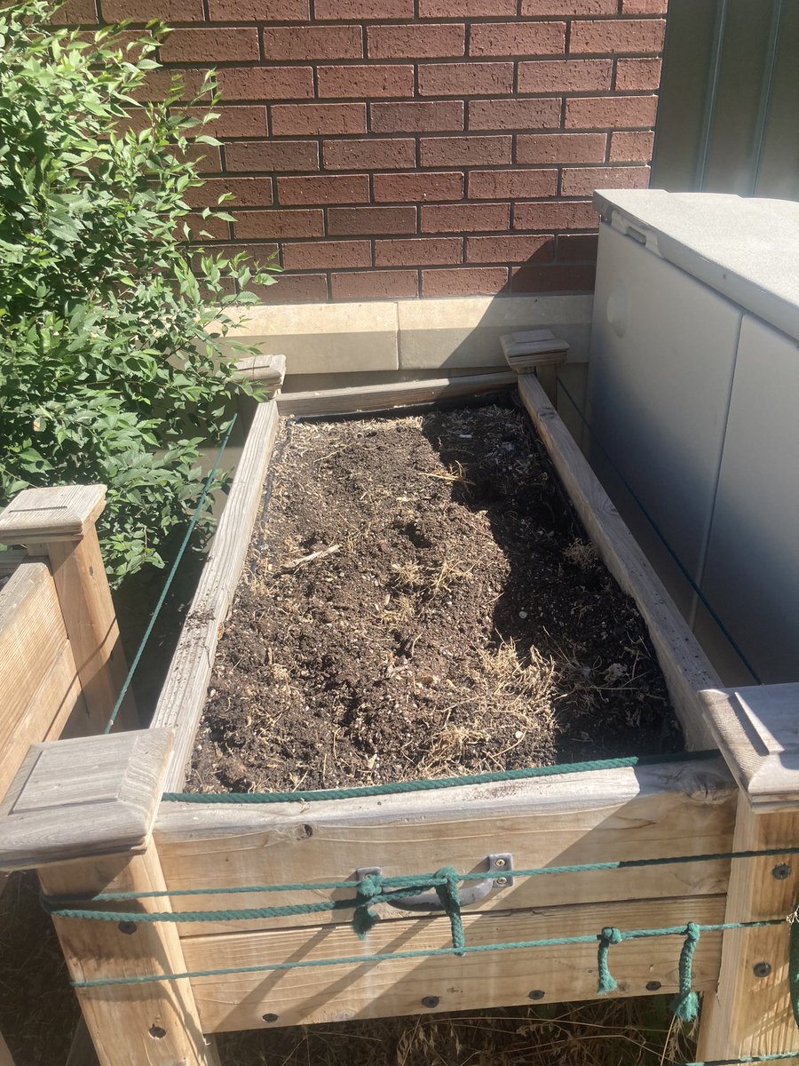 davefranscience's tweet image. This morning I stopped in to help with a Senior Center garden that 4-H and Extension manage. Grow boxes are easy but the amount of invasive elms popping up everywhere… where are my loppers and roundup when I never it.