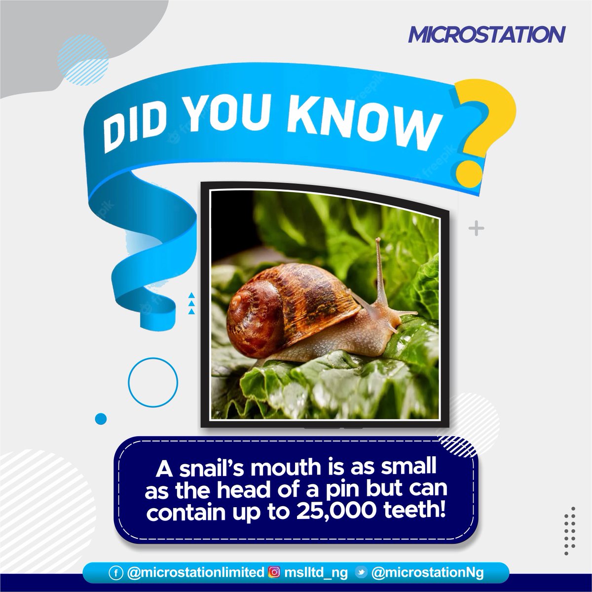 MicrostationNg's tweet photo. DID YOU KNOW?

"A snail's mouth is as small as the head of a pin but can contain up to 25,000 teeth?"

We got you wowed😉? Reason It's Called A Fact...

#DidYouKnow #wednesday #FactOfTheWeek #WednesdayWisdom https://t.co/zonW5eM0XU