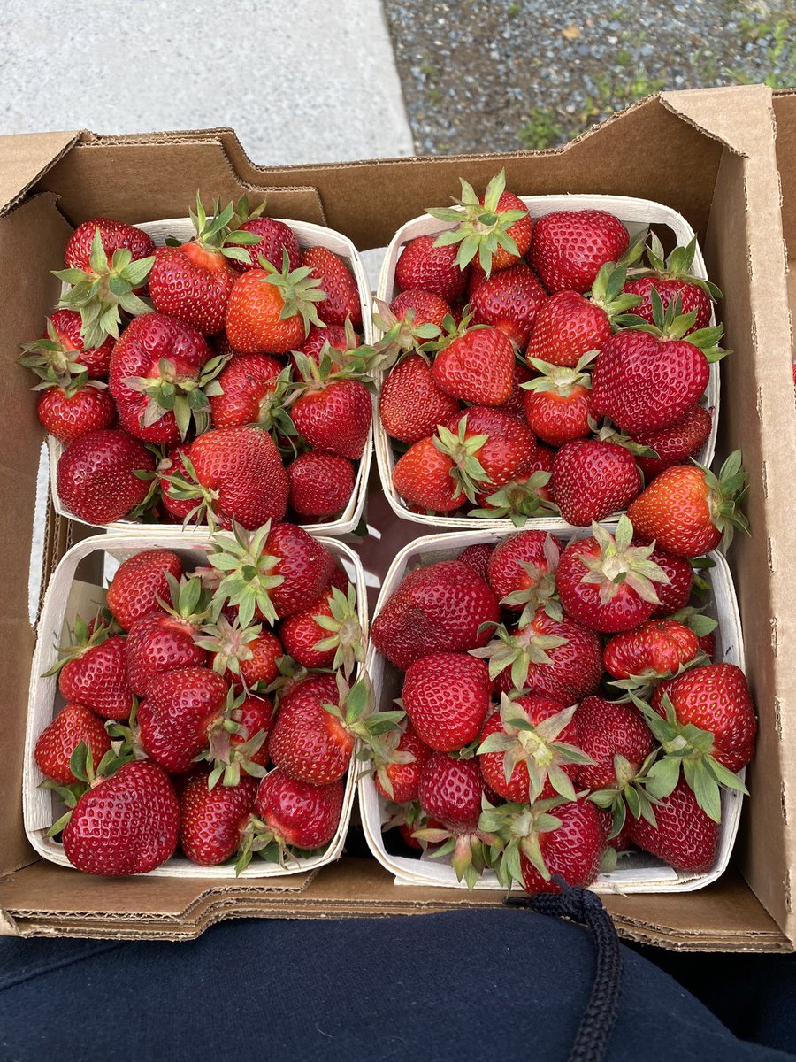 berducky's tweet photo. First berries of the season thanks to @annapolisproduce 🍓❤️
Got mobbed by a bunch of pre-primaries when I dropped some off for snack time - don’t think they’ll last long at snack time today 🤣🤣

#strawberryseason #pickedfresh #yummy #annapolisvalleyproduce #fairview #novascotia https://t.co/6gucMiIpDm