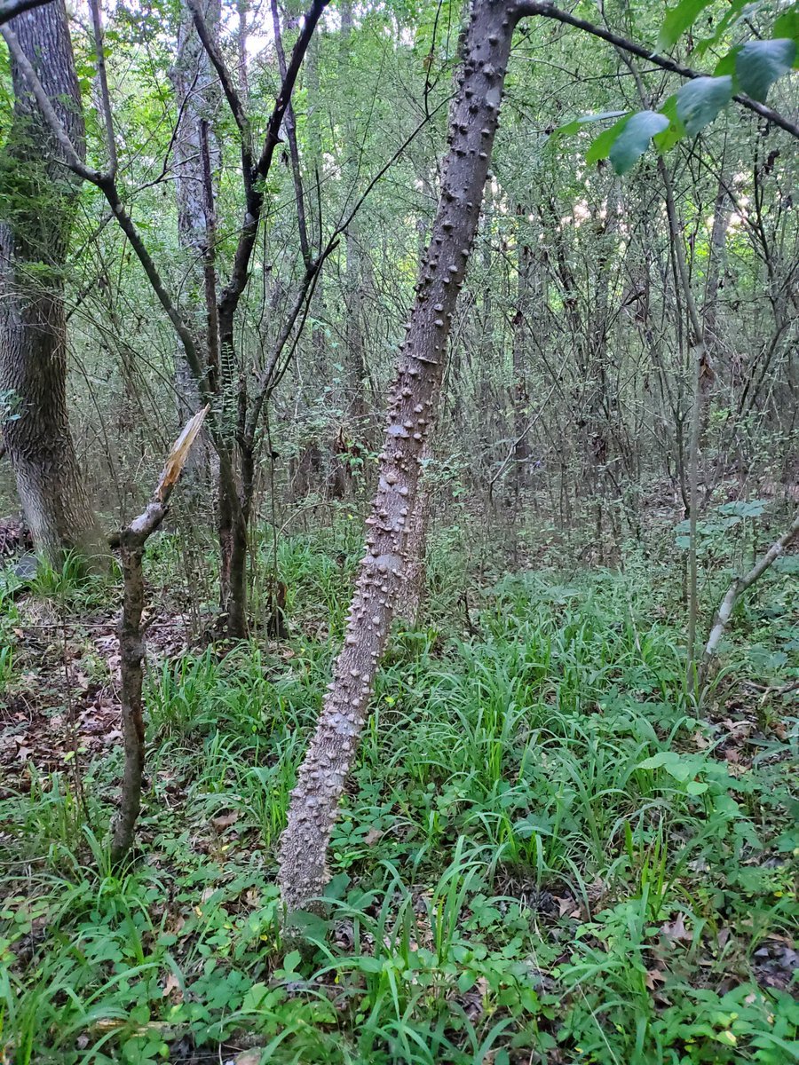 SFR_LLC's tweet photo. I love finding these trees! It's a Hercules Club or some call it a "toothache tree". If you chew a small sliver of the bark your mouth will go numb! #thingsaforestersees #herculesclub #toothachetree #forestry https://t.co/5Oe93dFzmf