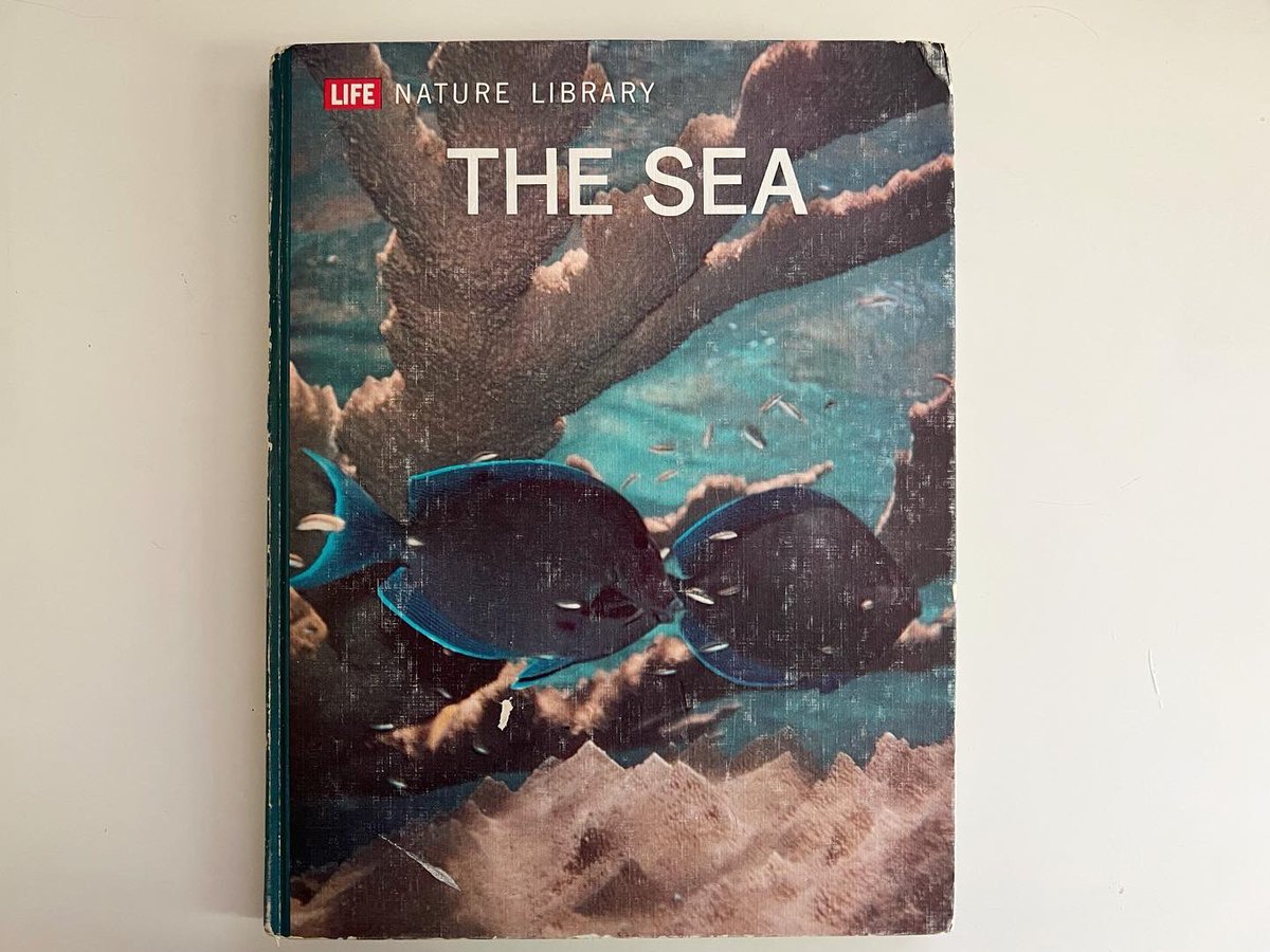 SaraMacel's tweet photo. When I start laying out the edit and sequence for a photobook, I like to use an existing book on a related theme for the first maquette. Here’s the one I made for #WhatDidtheDeepSeaSay #timelifebooks #thesea 🌊
@AssemblyCurated DROP TODAY! 11:11AM ET! 🌊 https://t.co/Qr2B7v404V