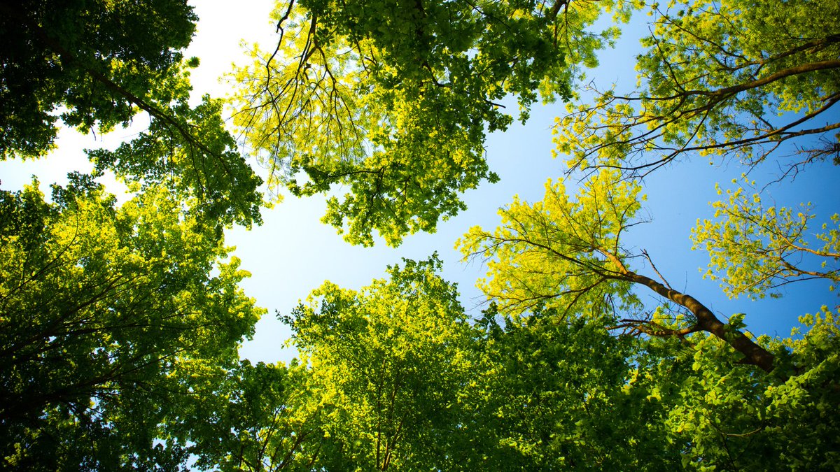 Planting #trees can help capture carbon, reduce air pollution and support nature's recovery 🌳

Our latest blog explains how we are working in partnership with <a href="/BSBIbotany/">BSBI: Botanical Society of Britain & Ireland</a> to help ensure the right trees are planted in the right places.

naturalengland.blog.gov.uk/2022/06/15/tak…

#TogetherForNature