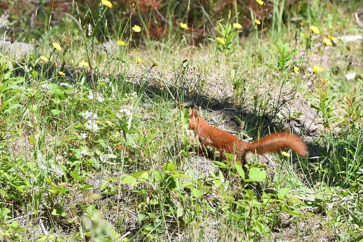 Went to Anglesey and saw red squirrels!