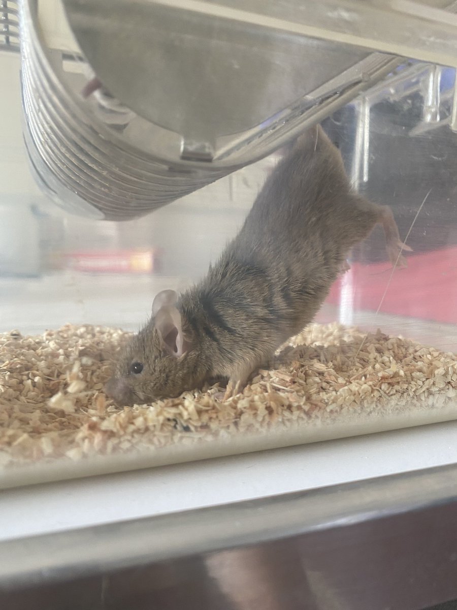 lucy_zucca's tweet photo. Great days @unipv evaluating mitochondrial respiration and ROS production in hind-limb suspended mice. Funny O2k eh @OroborosI https://t.co/ZZe2HM2Bju