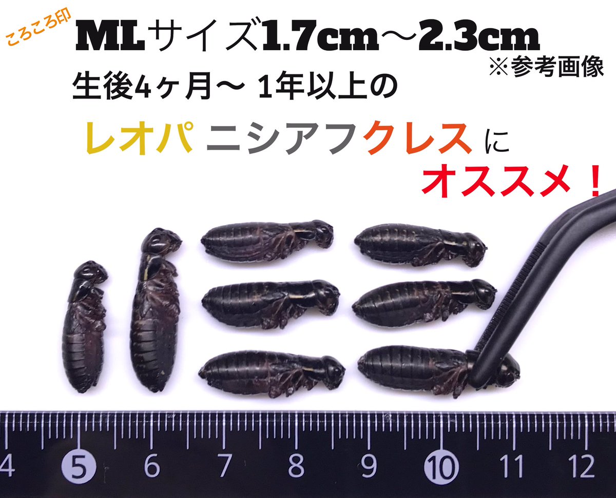 korokorokoorogj's tweet photo. 🥶🧊コオロギプレゼソト企画③-2🎁
1kg×5名様！18日の18時締め切りです！参加条件等をご確認の上ご参加くださいませ〜🎉よろしくお願いいたします🙇‍♂️ https://t.co/07ffNlLzZl