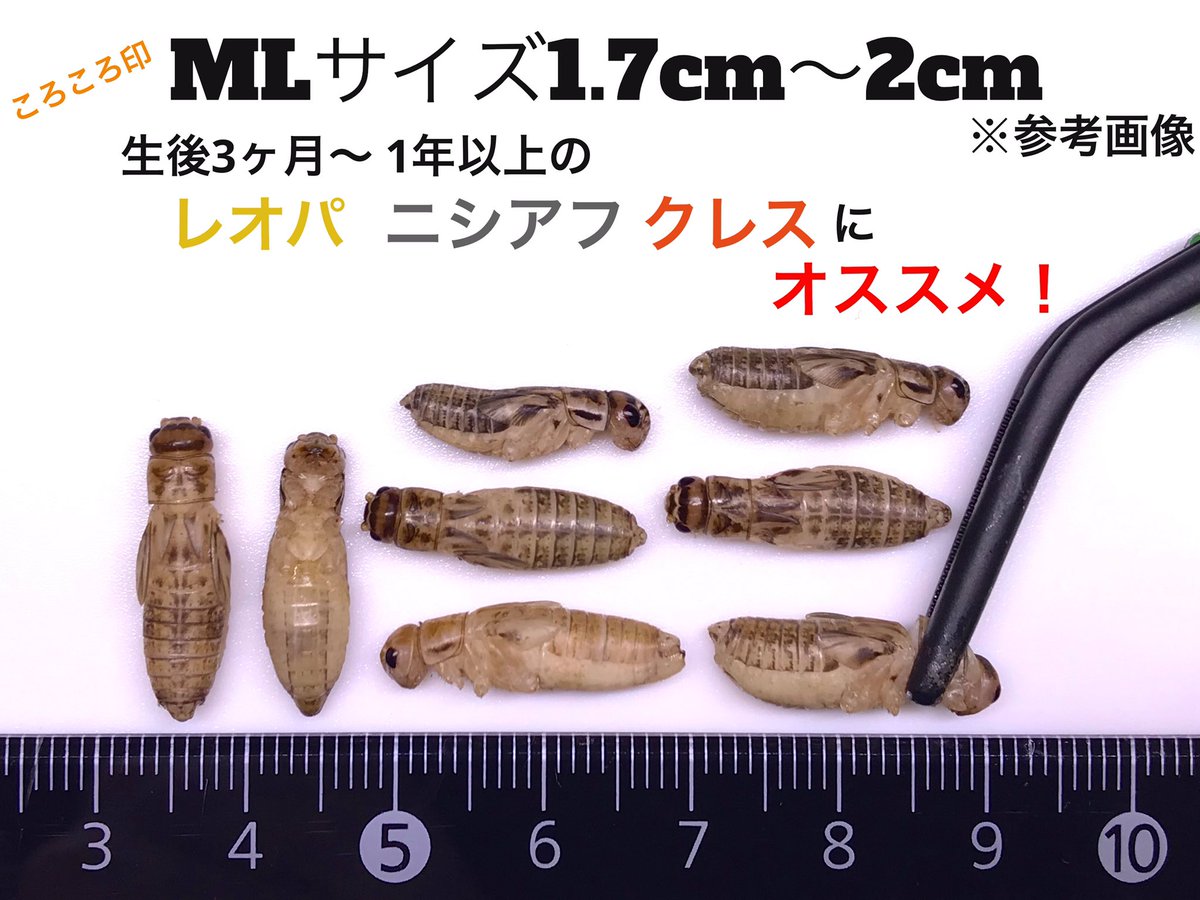 korokorokoorogj's tweet photo. 🥶🧊コオロギプレゼソト企画③-2🎁
1kg×5名様！18日の18時締め切りです！参加条件等をご確認の上ご参加くださいませ〜🎉よろしくお願いいたします🙇‍♂️ https://t.co/07ffNlLzZl