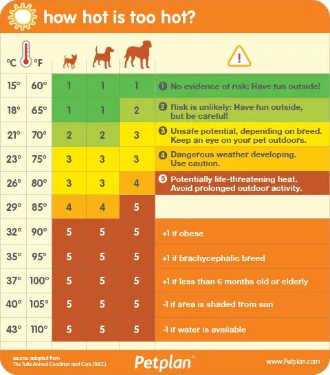 DogHooseTynemth's tweet photo. Please keep your dog's safe in this weather 🐶
#heatstrokeindogs #Summer #dogsoftwitter #Tynemouth #SmallBusiness https://t.co/D4zfVosctw