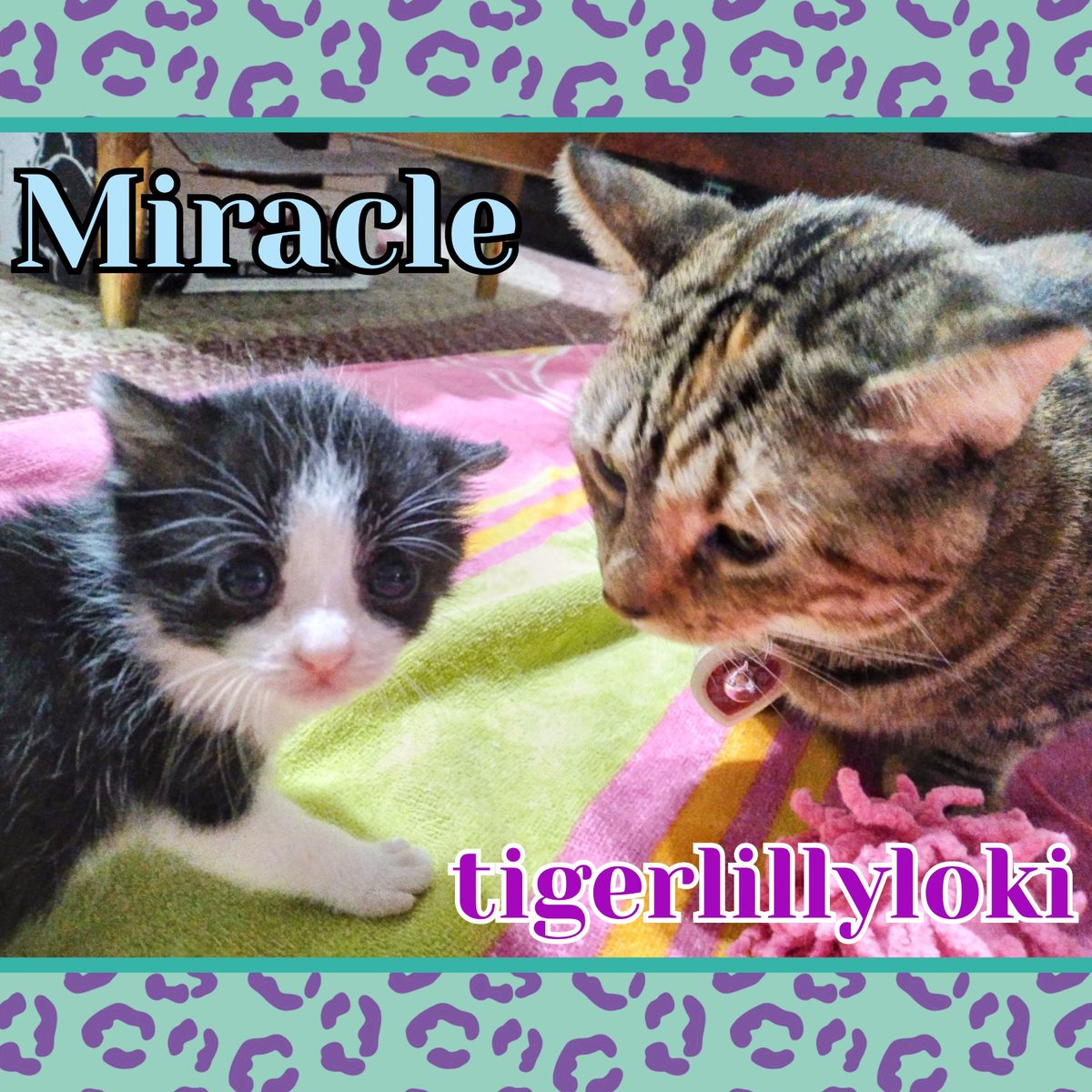 tigerlillyloki's tweet photo. Tiger Lilly told me she needed to bathe my hiney. #tabbytroop #firsttimeaunt #bathtime #hineyhygiene #hesjustababy #kittens #kittensoftwitter #catsoftwitter #bottlebaby #raisingkittens #ilovemycat #worldsbesthelper #tuxedocat https://t.co/Wj0z7dCu5A