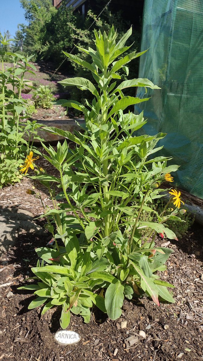 Arnica Montana (2nd year, from seed) starting to bloom. Quite striking and strong stemmed, yet delicate petaled flowers.