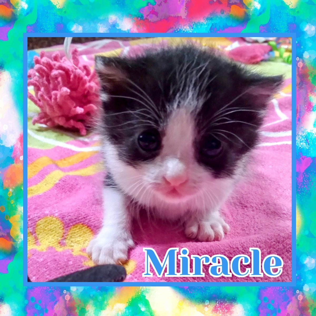 tigerlillyloki's tweet photo. Iz thinks my hiney is perfectly fine and absolutely adorablez like the rest of me! It's explorer time not bathtime! #kittensoftwitter #kittens #rescuedismyfavoritebreed #bottlebaby #tuxedocat #adorableanimals #fighter #tinyyetfierce #loved #perfect #Miracle #littleprince https://t.co/pbx7MF7FcZ