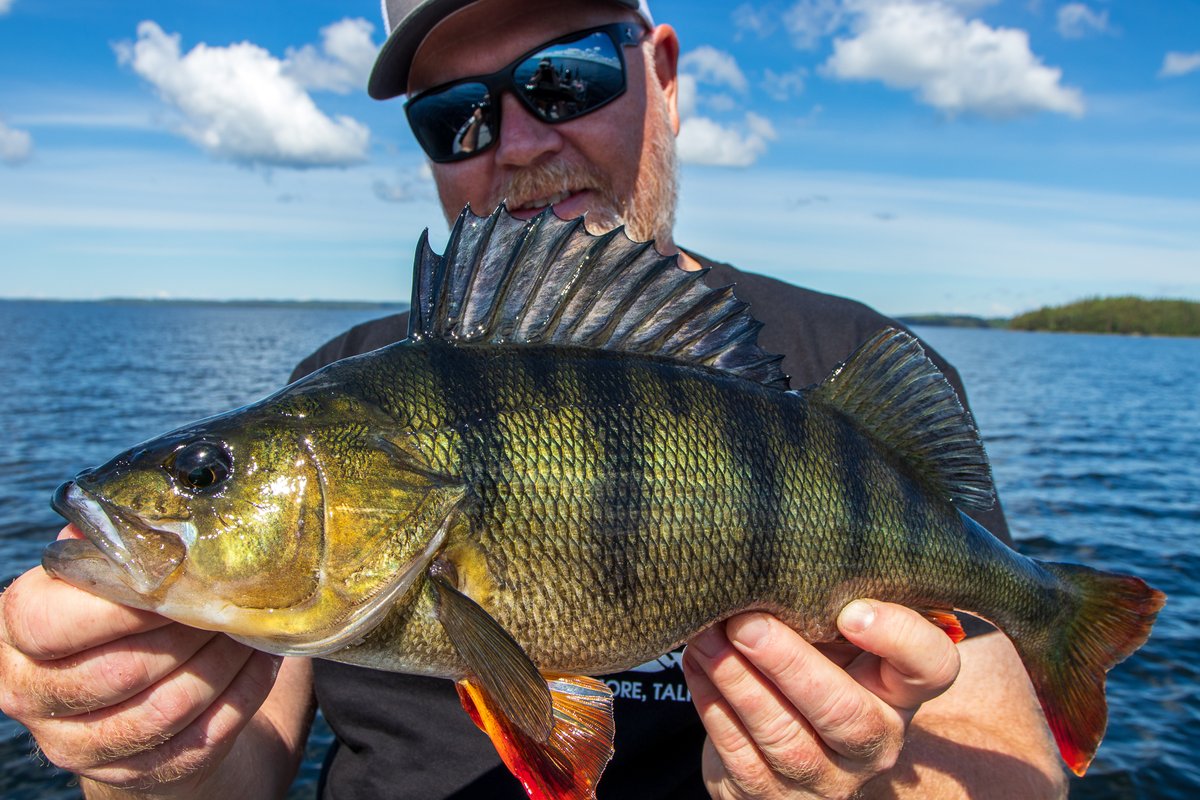 RapalaProguide's tweet image. Sommarens första abborrpass gav fina fiskar 
Nytt blogginlägg av Mogge Lewin

Efter en vår med fokus på gädda så var det äntligen dags för lite insjöfiske efter abborre tillsammans med min gamla vapendragare Robert...... Läs mer rapalaproguide.se/2022/06/sommar…