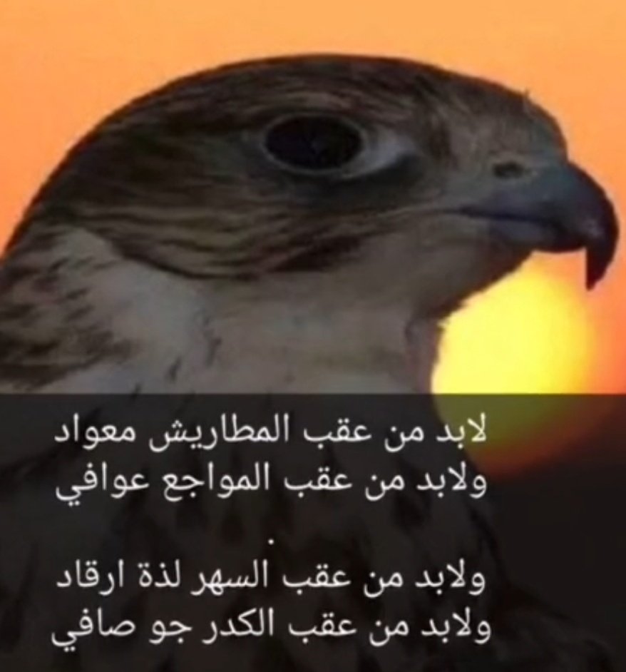 فوز الحربي tweet media