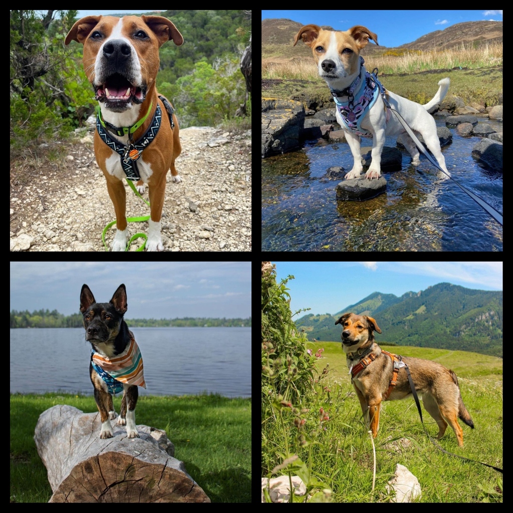 RescuePopPets's tweet photo. 📸Happy Nature Furtography Day!📸 There's nothing more pawsome things than nature &amp; pups, so howl about both?! 

🔗Your go-to #RescuePopGuide on the outdoors: https://t.co/Zu7il64CZX

#RescuePop #AdoptPureLove #UltimuttGuide #PetAdoptionGuide #iloverescuedogs #naturedog #doghikes https://t.co/Hit4WMOnm0