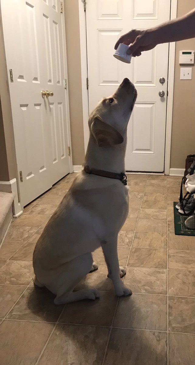 tisdial's tweet photo. Stewie learning a new trick! https://t.co/AwYscyxZT3