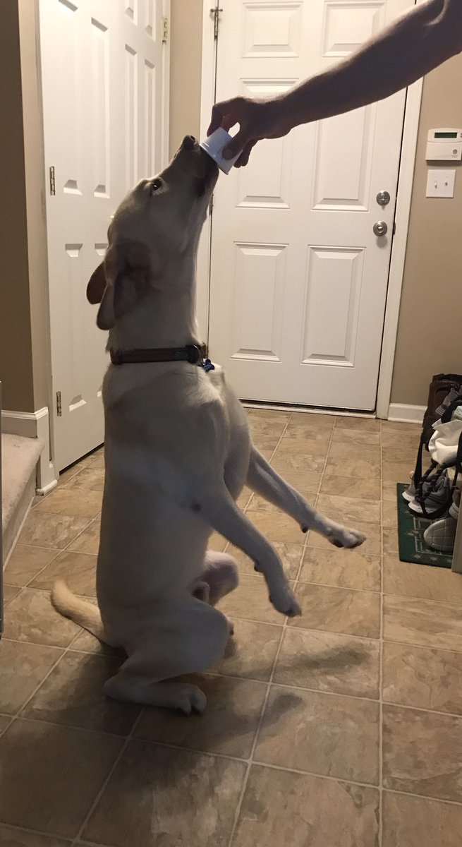 tisdial's tweet photo. Stewie learning a new trick! https://t.co/AwYscyxZT3
