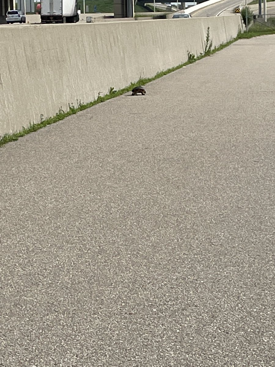 Gohpom1's tweet photo. I made a new friend out running. We all gotta start somewhere. 🐢 @5minRunClub @mindfulruncoach #5minrunclub #turtle https://t.co/bSDQhdApXO
