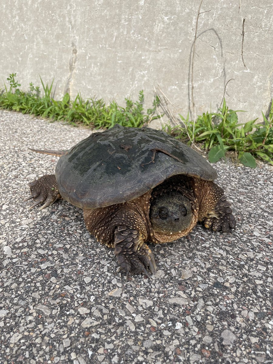 Gohpom1's tweet photo. I made a new friend out running. We all gotta start somewhere. 🐢 @5minRunClub @mindfulruncoach #5minrunclub #turtle https://t.co/bSDQhdApXO