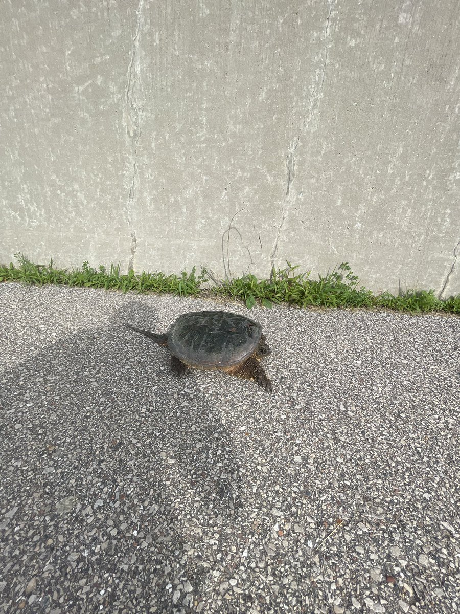 Gohpom1's tweet photo. I made a new friend out running. We all gotta start somewhere. 🐢 @5minRunClub @mindfulruncoach #5minrunclub #turtle https://t.co/bSDQhdApXO