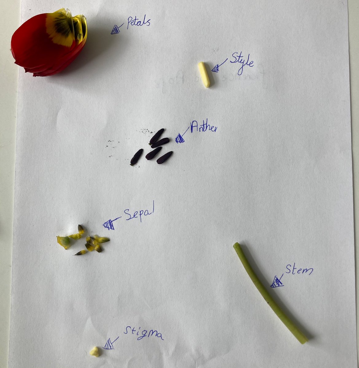 ysgolyddraig's tweet photo. #YYDyr4 Finding out, sorting out and going further to answer our wondering “What’s the purpose of flowers?”  #YYDthinking #YYDcreativity #YYDdiscovery https://t.co/QN31x0YS9v