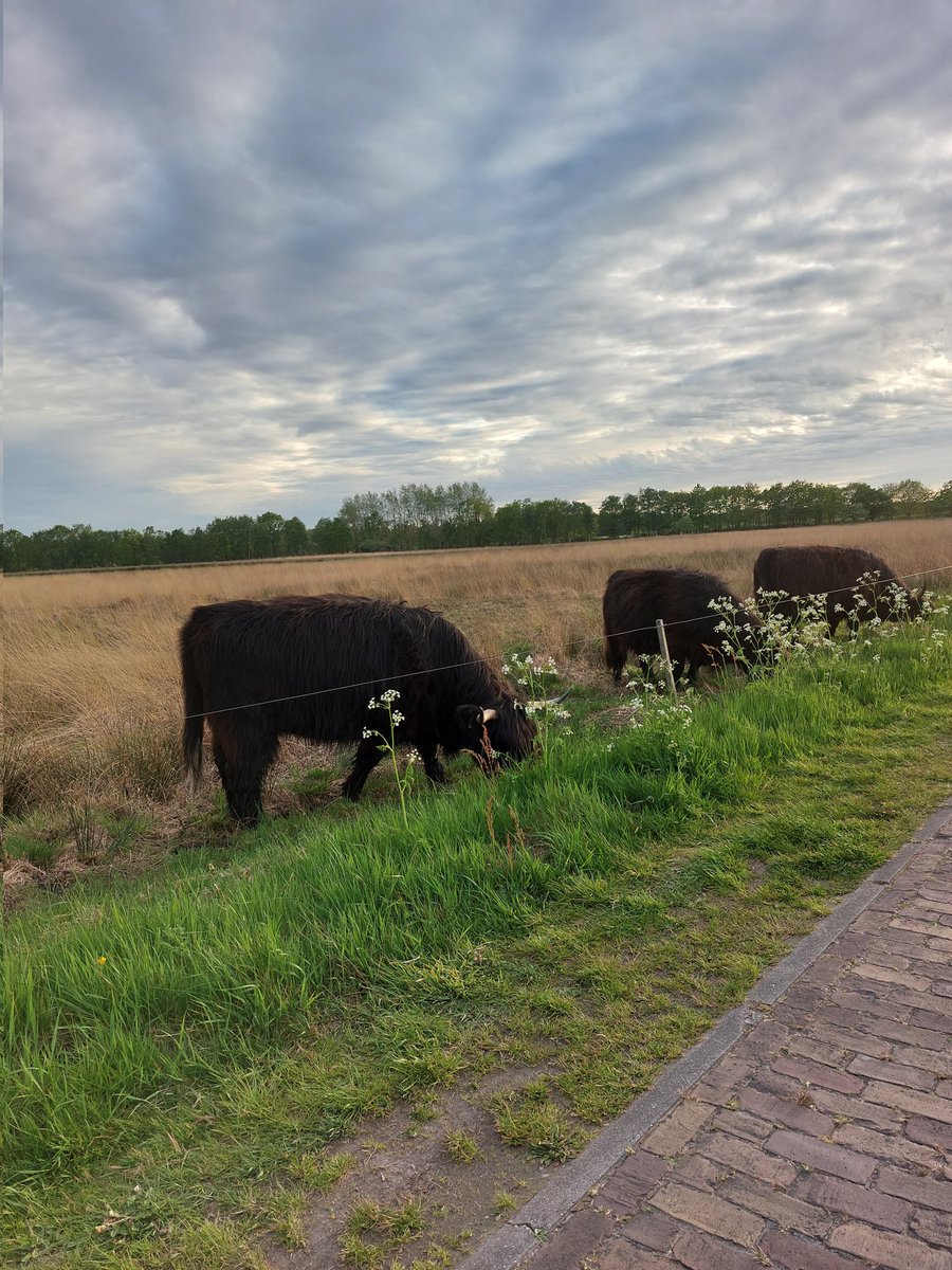 Voor <a href="/CDJADrenthe/">CDJA Drenthe</a> is dat geen lastige keuze... Met zulke landschappen wil je niet weg 👇💚 #drenthe #hierkomikweg