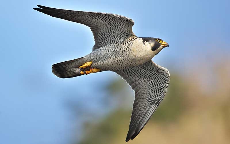 JorgeRescala's tweet photo. Con una velocidad de 320 kilómetros por hora, el halcón peregrino es el ave más rápida del mundo. Su cuerpo compacto y aerodinámico reduce la resistencia al aire y, al lanzarse en picada en busca de una presa, le ayuda a ganar velocidad. https://t.co/sl8XfyR9k9