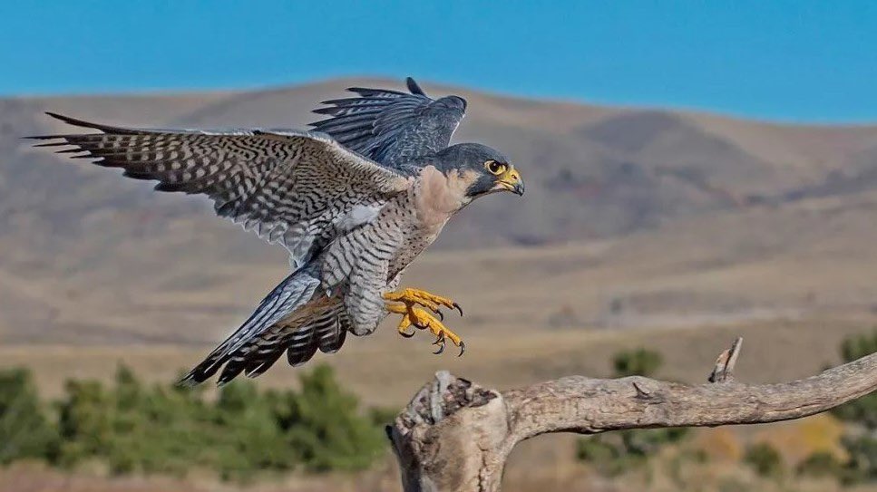 JorgeRescala's tweet photo. Esta ave se ha adaptado a una gran variedad de ecosistemas, desde tundras y desiertos, hasta grandes ciudades. Son cazadores hábiles, ya que pueden atrapar a otras aves incluso en pleno vuelo. https://t.co/iwksJpNYZQ