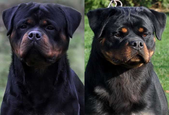 King Rottweilers tweet media