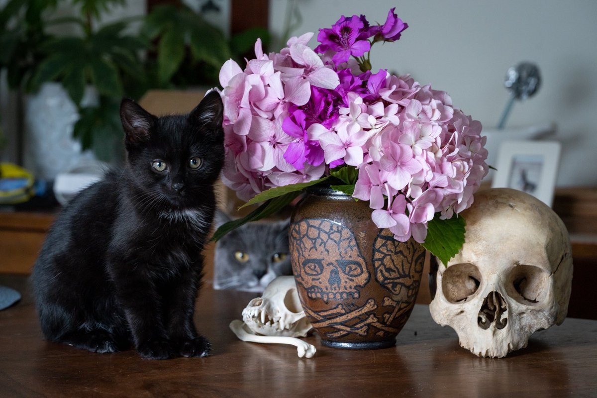 artpm's tweet image. Here’s a pot I made in my ceramics class + skulls, flowers and kittens.