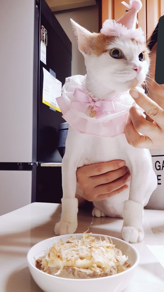 🎉🎉🎂사랑이가 12살이 되었어요!!🐱🎉🎉
아프지 말고 쭉쭉 건강하자~!~!❤❤