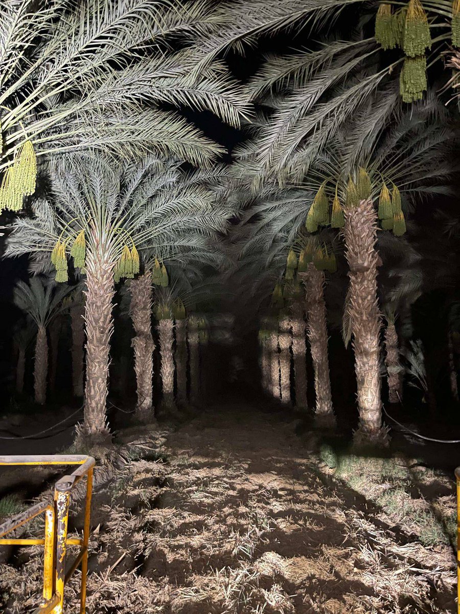 With temps reaching above 110 degrees in the Coachella valley, farm workers are working through the night in the dates to apply pesticides which can’t be applied in the heat. This is especially difficult for families with young children. #CALOR #WeFeedYou