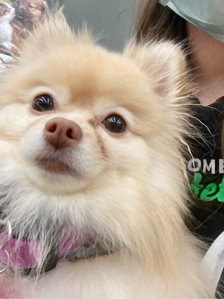 PSPHollywood's tweet photo. It's Woof Wednesday! 📅 Share your pup's photo with us to celebrate! 💚🐶😍 https://t.co/AD2R2BViGI