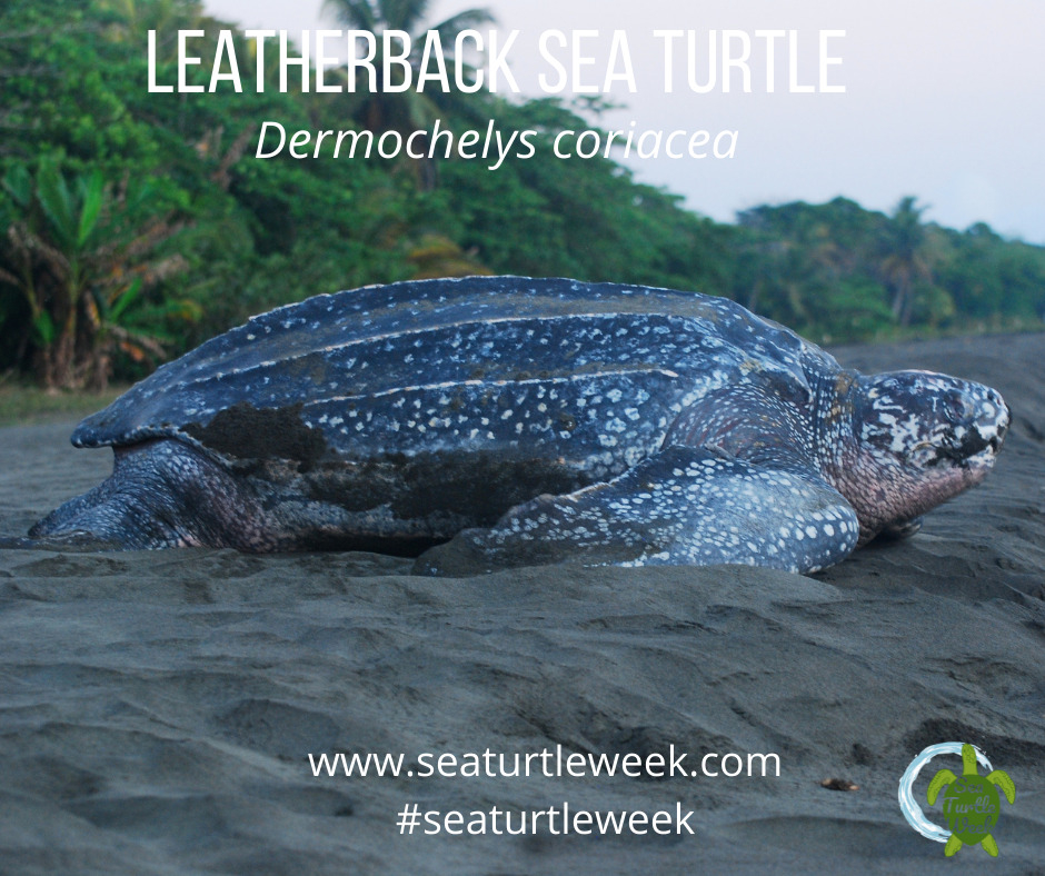 June 15th is Leatherback Day! 💚🐢

Leatherbacks are the largest, most widespread, deepest diving of the sea turtles species!
They can be 4-8 ft in length &amp; weigh 500-2,000 lbs. 

Learn more here: seaturtleweek.com/leatherback-day
#seaturtleweek #seaturtleweek2022