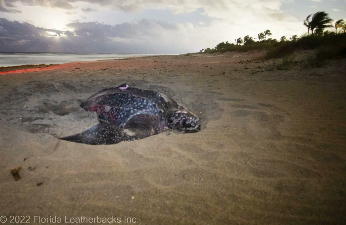 TurtleandHughes's tweet photo. Our Trends & Tech #blog is live! We're spotlighting @conserveturtles & their mission to implement #turtlefriendly #lighting on beachfronts. Follow our leatherback, Lady Jayne, to see where she is on her #tourdeturtles journey ๐ https://t.co/AWKZQfrkUz ๐ข #satco #justkeepswimming https://t.co/9wQr7Focfb