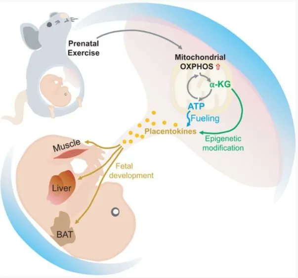 FEBSJournal's tweet photo. ๐State-of-the-Art Review๐
Prenatal exercise in fetal development: a placental perspective
โ๏ธSong Ah Chae,Jun Seok Son,Min Du
๐https://t.co/f0eraHL7hW
#development #maternalexercise #metabolism #placenta https://t.co/UpsnTbDY14
