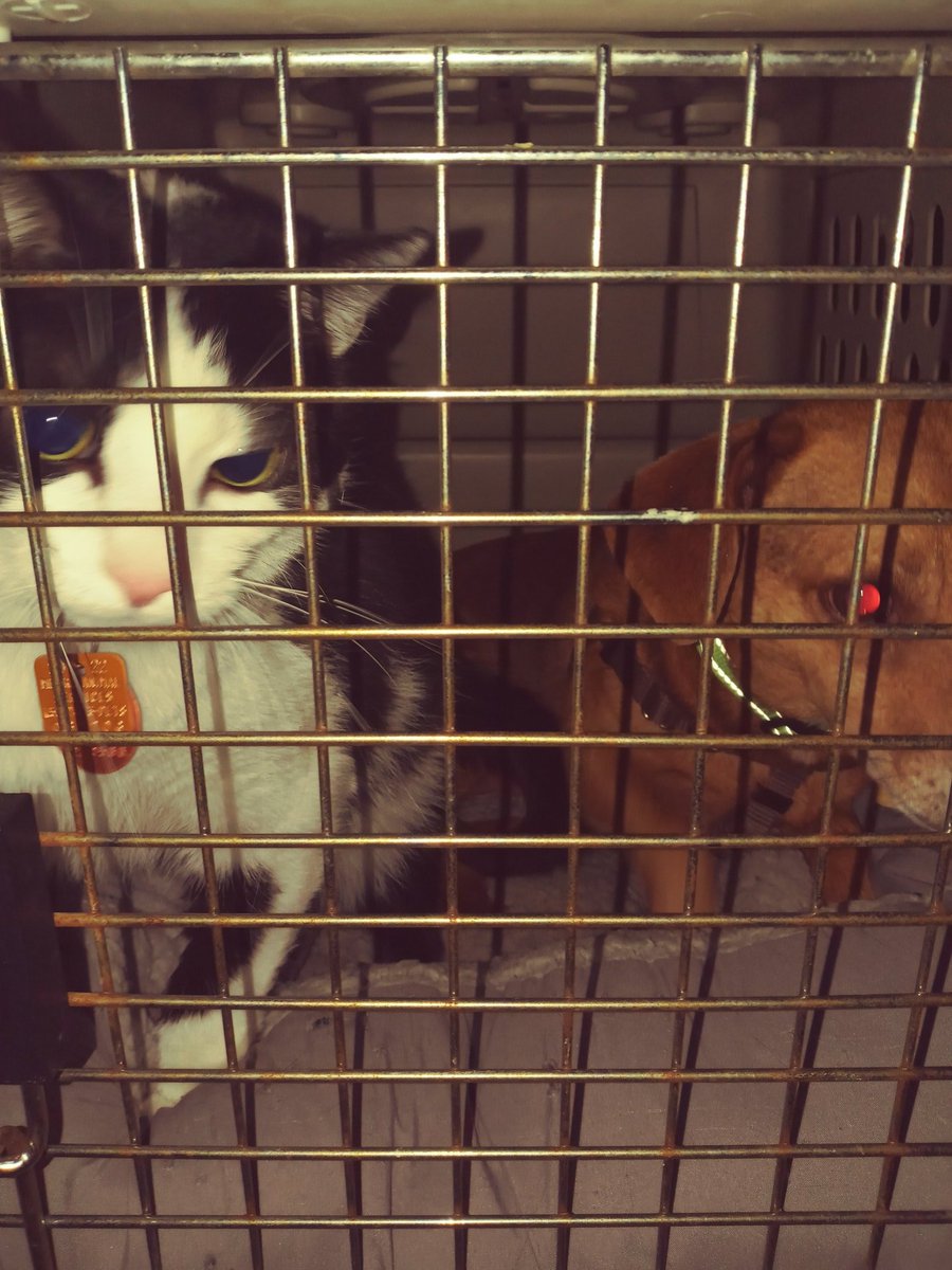 We got a mew dog, Mr. Bean! Need to crate at night because not fully housebroken.. I didn't realize until hours later but.. My mother didn't check the crate before shoving Mr. Bean in there.