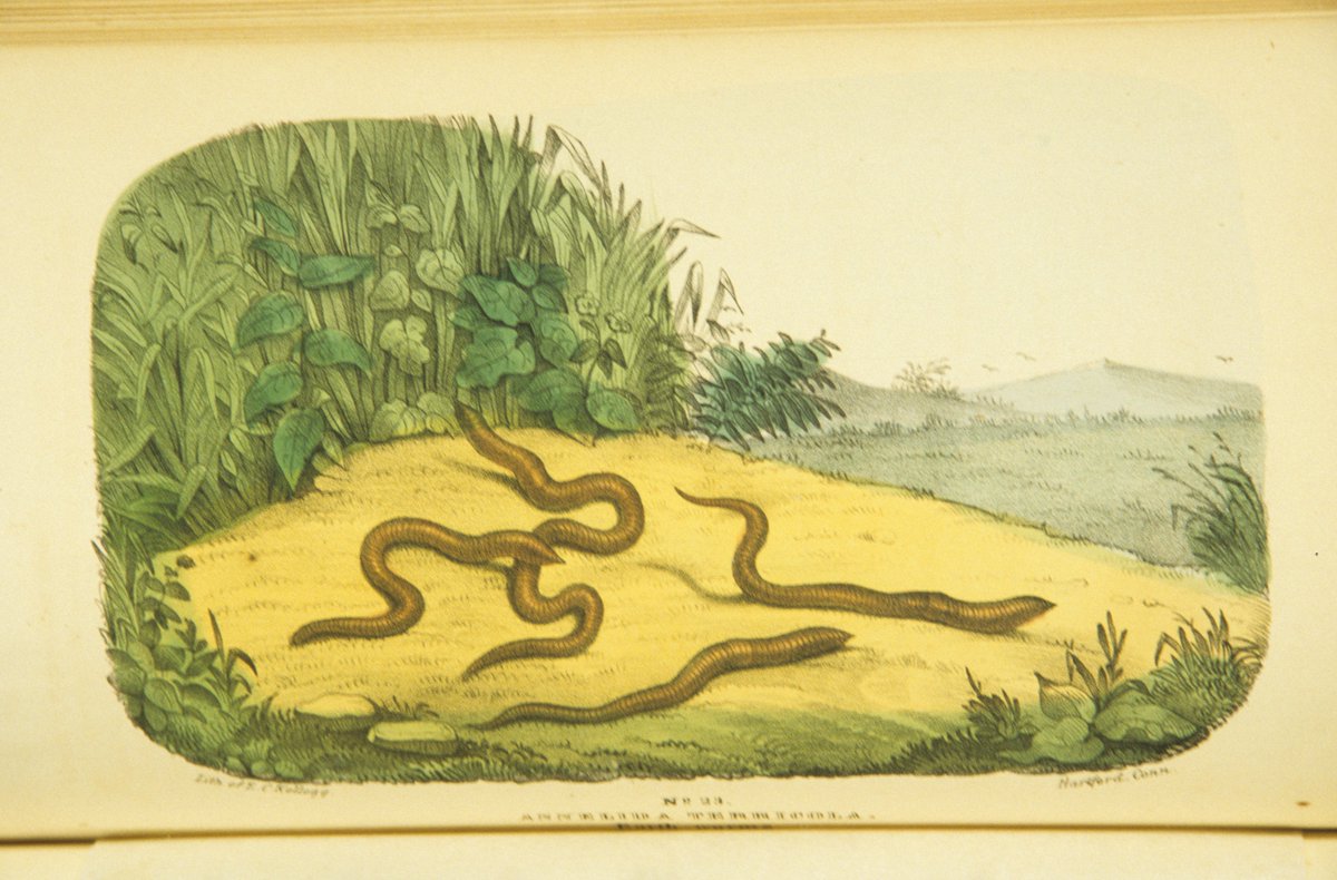 Look! Worms! Discover how to harness these fascinating creatures at <a href="/OxCityFarm/">Oxford City Farm</a> this coming Wed 22nd June 7-9pm... register here: bit.ly/3HpKmrU

#WISH <a href="/CherwellCollect/">Cherwell Collective</a> @ReplenishOxon 

(image: National Library of Medicine flickr.com/photos/nlmhmd/…)