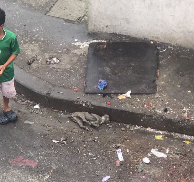 RescateAnimalEC's tweet photo. Anoche ayudamos a Milo, dicen que llevaba días en esa cuneta , entre lodo y basura. Ya fue atendido y medicado, estamos esperando ver su evolución y si su aparente daño neurológico es reversible. Gracias por ayudarnos a ayudar, les dejamos los datos por si quieren donar. https://t.co/JOPKoviVph