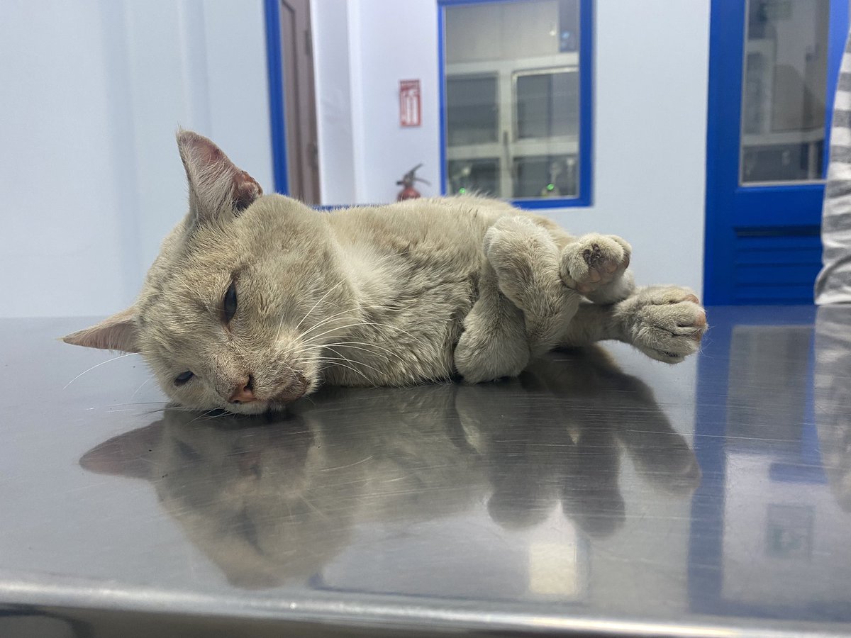 RescateAnimalEC's tweet photo. Anoche ayudamos a Milo, dicen que llevaba días en esa cuneta , entre lodo y basura. Ya fue atendido y medicado, estamos esperando ver su evolución y si su aparente daño neurológico es reversible. Gracias por ayudarnos a ayudar, les dejamos los datos por si quieren donar. https://t.co/JOPKoviVph