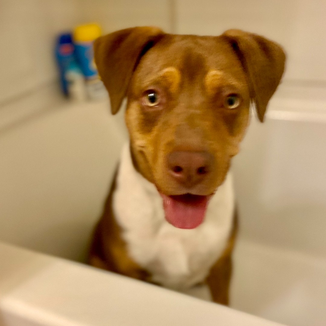 For 20 years, we've watched our Women Build grow &amp; are happy to share the "growth" of our 2018 Women Build homeowner Shawna, who welcomed a baby girl and puppy since.  "Women Build made me feel empowered &amp; hold claim that mostly women built my home," Shawna recently said.