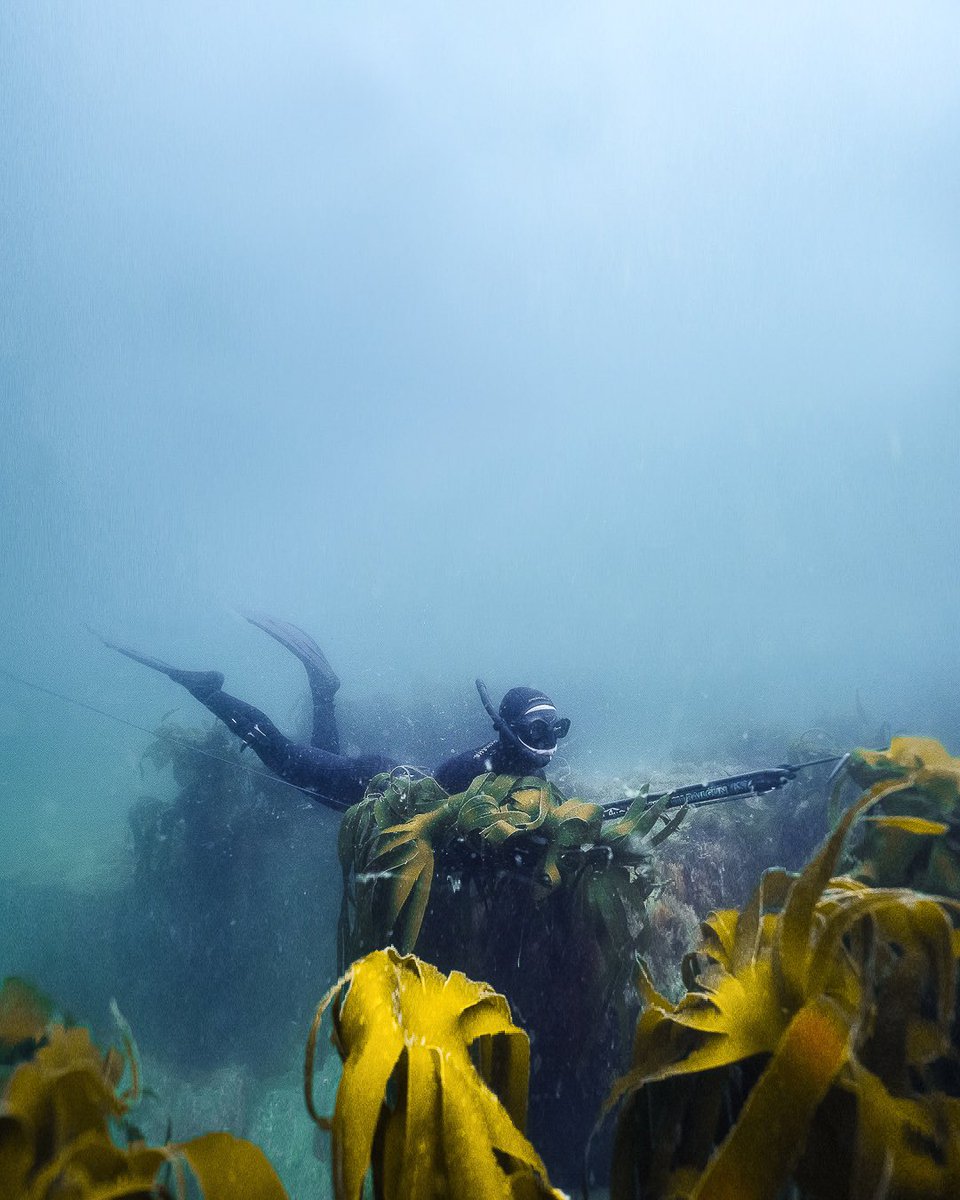 jacoballenadv's tweet photo. Yo yo Twitter! It’s been a while! Here’s a local spearo doing her thing. I Love using breathhold to explore the underwater world 😍 

#goeastlothian #spearfishingscotland #spearfishing #adventurephotography #freedive https://t.co/WUX0pTENRI