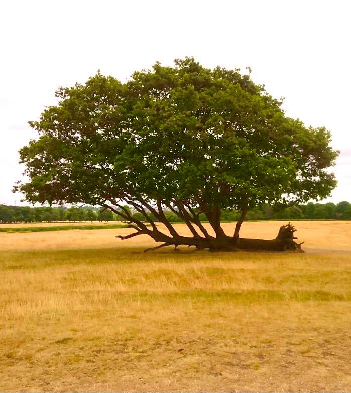 🌳 Devrildiği yerde büyümeye devam eden bir ağaç.