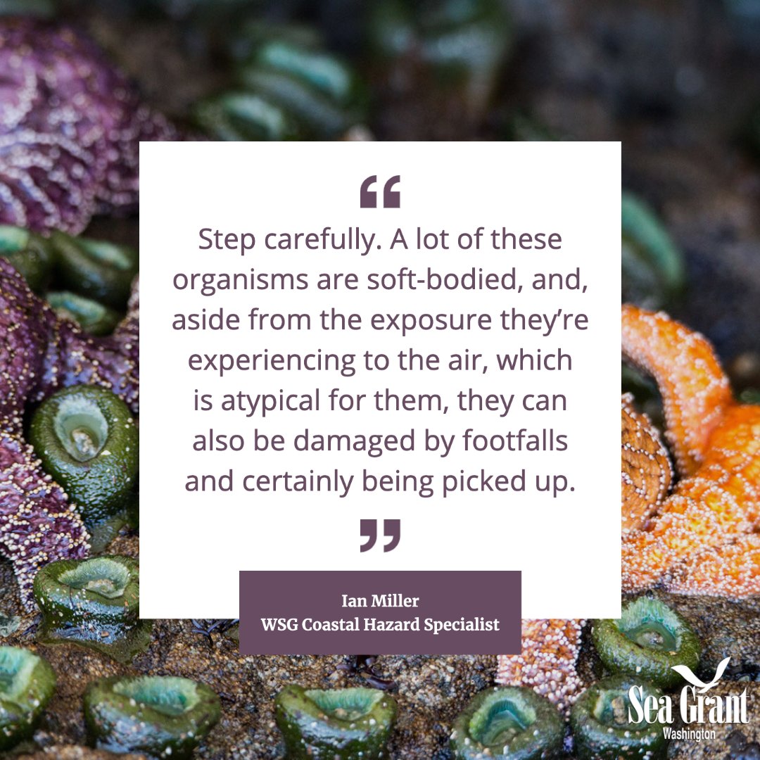 Washington Sea Grant tweet media