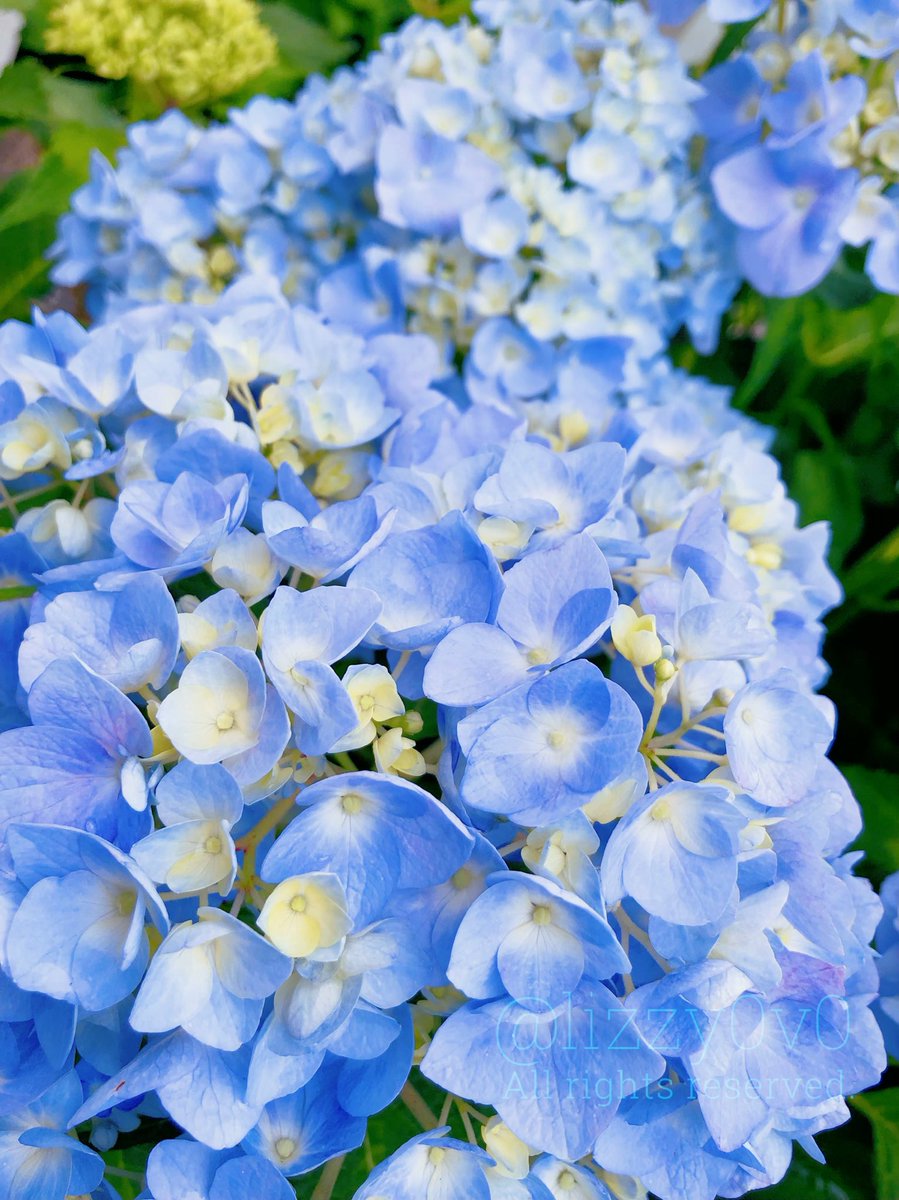 リジー tweet media