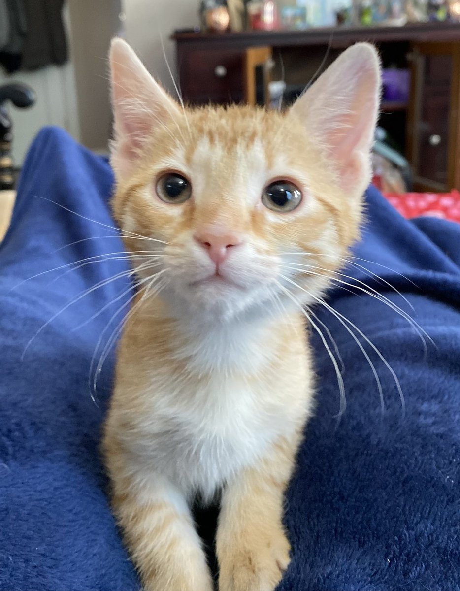 crystal4frog's tweet photo. @OdieOrville Salvatore Pawley Paw Prints 🐾 aka Sal the kitten showing off his whiskers for #whiskerswednesday #kitten #AdoptDontShop https://t.co/mIbVIfoUbo